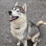Sibirian Husky Anchjo, 04/2022, ca. 60 cm