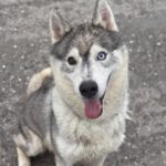 Sibirian Husky Anchjo, 04/2022, ca. 60 cm