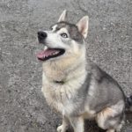Sibirian Husky Anchjo, 04/2022, ca. 60 cm