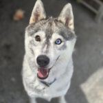 Sibirian Husky Anchjo, 04/2022, ca. 60 cm