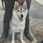 Sibirian Husky Anchjo, 04/2022, ca. 60 cm