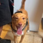 Podenco Mischling Apolo, 05/2022, ca. 40 cm