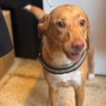 Podenco Mischling Apolo, 05/2022, ca. 40 cm