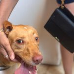 Podenco Mischling Apolo, 05/2022, ca. 40 cm