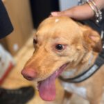 Podenco Mischling Apolo, 05/2022, ca. 40 cm