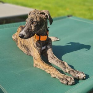 Galgo Ares, 03/2025, Endgröße ca. 65 cm, 26629 Grossefehn