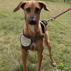 Malinois Mischling Artemis, 05/2024, ca. 57 cm, 57555 Mudersbach