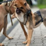 Malinois Mischling Artemis, 05/2024, ca. 57 cm, 57555 Mudersbach