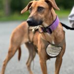 Malinois Mischling Artemis, 05/2024, ca. 57 cm, 57555 Mudersbach