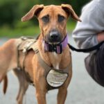 Malinois Mischling Artemis, 05/2024, ca. 57 cm, 57555 Mudersbach
