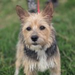 Terrier Mischling Arya, 01/2024, ca. 35 cm, 61191 Rosbach vor der Höhe