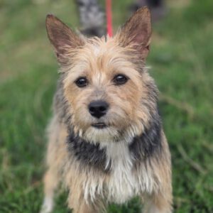 Terrier Mischling Arya, 01/2024, ca. 35 cm, 61191 Rosbach vor der Höhe
