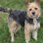 Terrier Mischling Arya, 01/2024, ca. 35 cm, 61191 Rosbach vor der Höhe