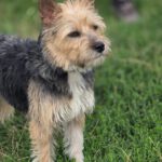 Terrier Mischling Arya, 01/2024, ca. 35 cm, 61191 Rosbach vor der Höhe