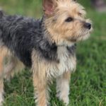 Terrier Mischling Arya, 01/2024, ca. 35 cm, 61191 Rosbach vor der Höhe
