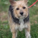 Terrier Mischling Arya, 01/2024, ca. 35 cm, 61191 Rosbach vor der Höhe