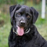 Labrador Atesh, 01/2020, ca. 50 cm, 29690 Grethem