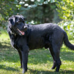 Labrador Atesh, 01/2020, ca. 50 cm, 29690 Grethem