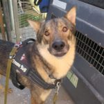 Tschechoslowakischer Wolfshund Atuk, 10/2022, ca. 65 cm