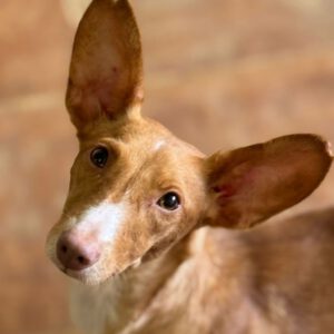 Podenco Maneto Ava, 08/2023, ca. 35 cm