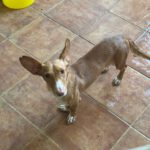 Podenco Maneto Ava, 08/2023, ca. 35 cm