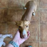 Podenco Maneto Ava, 08/2023, ca. 35 cm