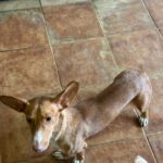 Podenco Maneto Ava, 08/2023, ca. 35 cm