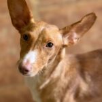 Podenco Maneto Ava, 08/2023, ca. 35 cm