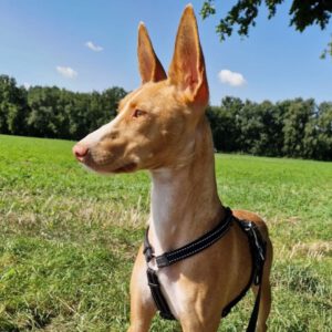 Podenco Bali, 02/2024, ca. 45 cm, 31275 Lehrte