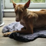 Podenco Bali, 02/2024, ca. 45 cm, 31275 Lehrte