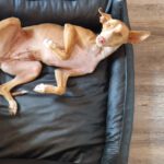 Podenco Bali, 02/2024, ca. 45 cm, 31275 Lehrte