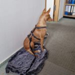 Podenco Bali, 02/2024, ca. 45 cm, 31275 Lehrte