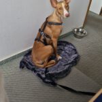 Podenco Bali, 02/2024, ca. 45 cm, 31275 Lehrte
