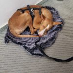 Podenco Bali, 02/2024, ca. 45 cm, 31275 Lehrte