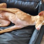 Podenco Bali, 02/2024, ca. 45 cm, 31275 Lehrte