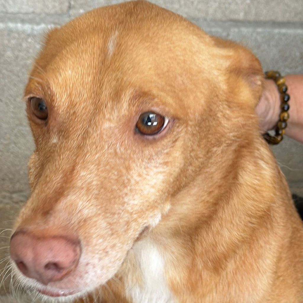 Podenco Baloo, 02/2021, ca. 45 cm