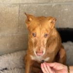 Podenco Baloo, 02/2021, ca. 45 cm
