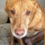 Podenco Baloo, 02/2021, ca. 45 cm