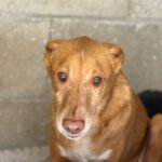 Podenco Baloo, 02/2021, ca. 45 cm