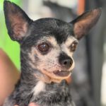 Chihuahua Bambu, 08/2015, ca. 25 cm