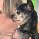 Chihuahua Bambu, 08/2015, ca. 25 cm