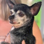 Chihuahua Bambu, 08/2015, ca. 25 cm