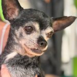 Chihuahua Bambu, 08/2015, ca. 25 cm