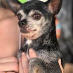Chihuahua Bambu, 08/2015, ca. 25 cm