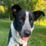 Border Collie Mischling Basil, 06/2023, ca. 60 cm,84424 Isen