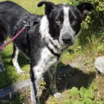 Border Collie Mischling Basil, 06/2023, ca. 60 cm,84424 Isen