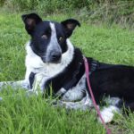 Border Collie Mischling Basil, 06/2023, ca. 60 cm,84424 Isen
