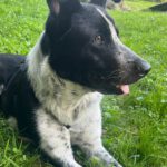 Border Collie Mischling Basil, 06/2023, ca. 60 cm,84424 Isen