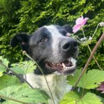 Border Collie Mischling Basil, 06/2023, ca. 60 cm,84424 Isen