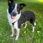 Border Collie Mischling Basil, 06/2023, ca. 60 cm,84424 Isen